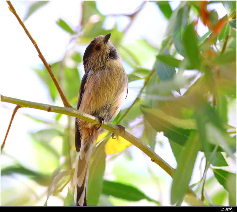 Long-tailed Tit