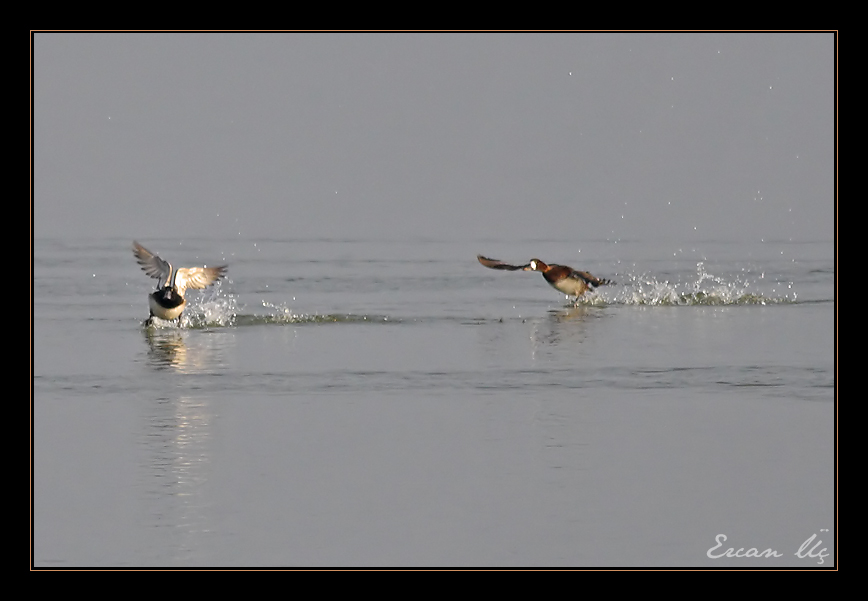 Greater Scaup