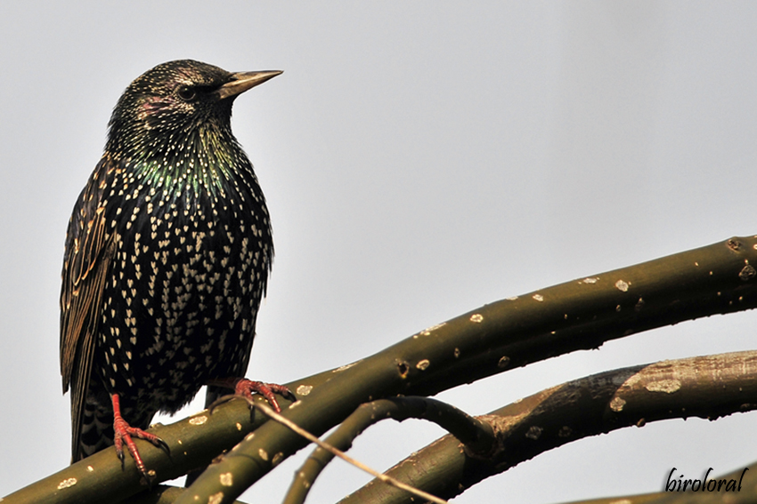 Common Starling