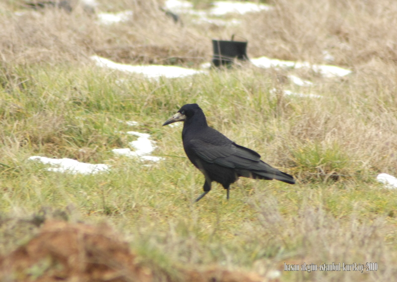 Rook