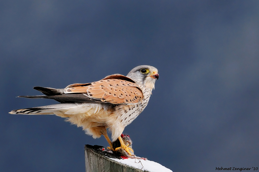 Common Kestrel