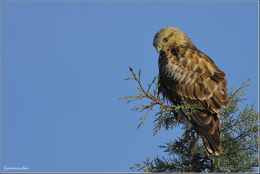 Rough-legged Buzzard