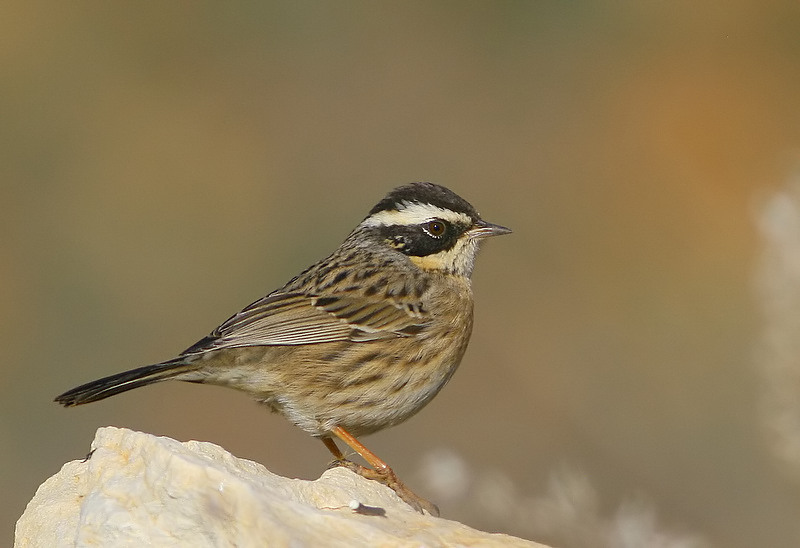 Radde`s Accentor