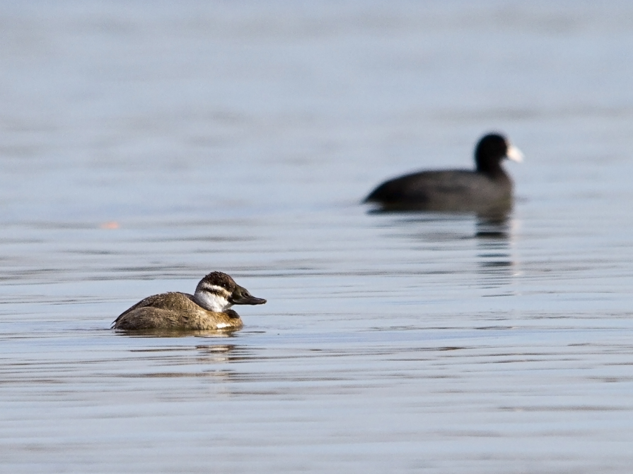 White-headed Duck