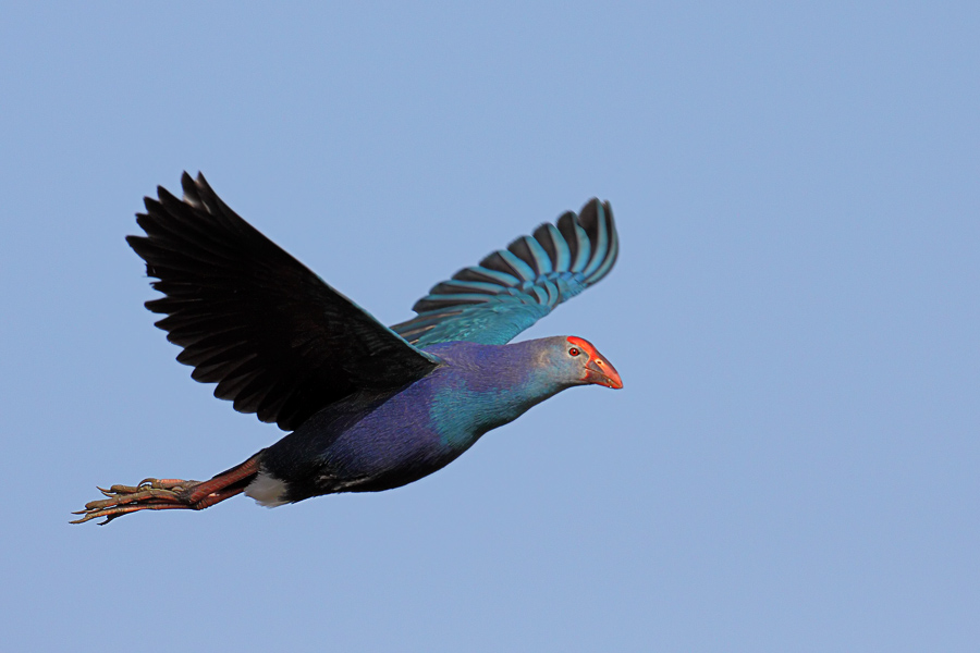 Grey-headed Swamphen