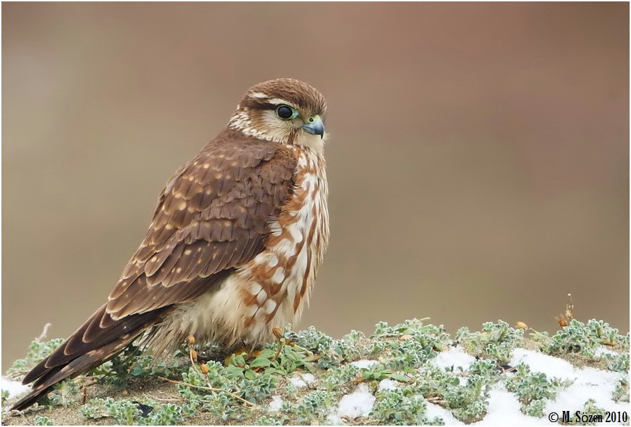 Merlin