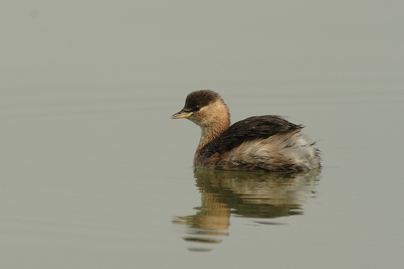 Little Grebe