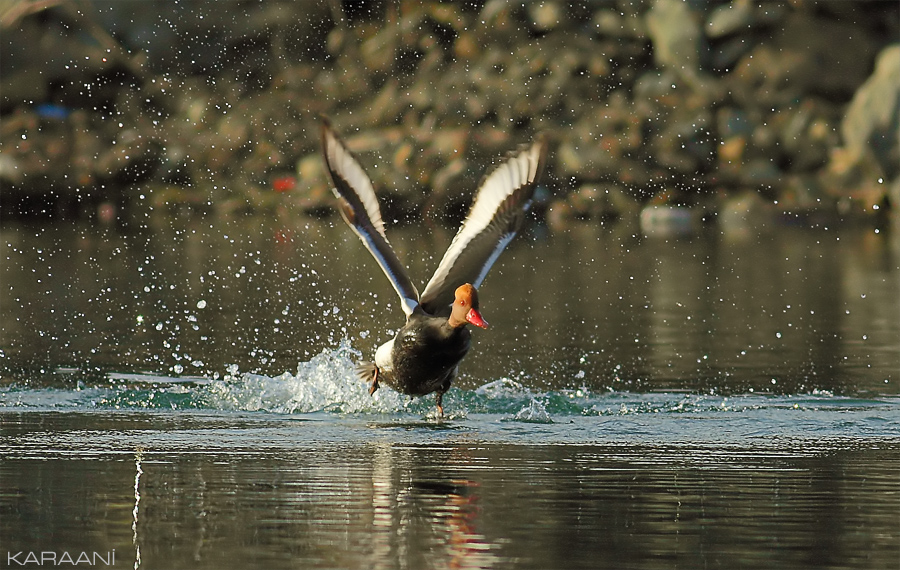 Red-crested Pochard