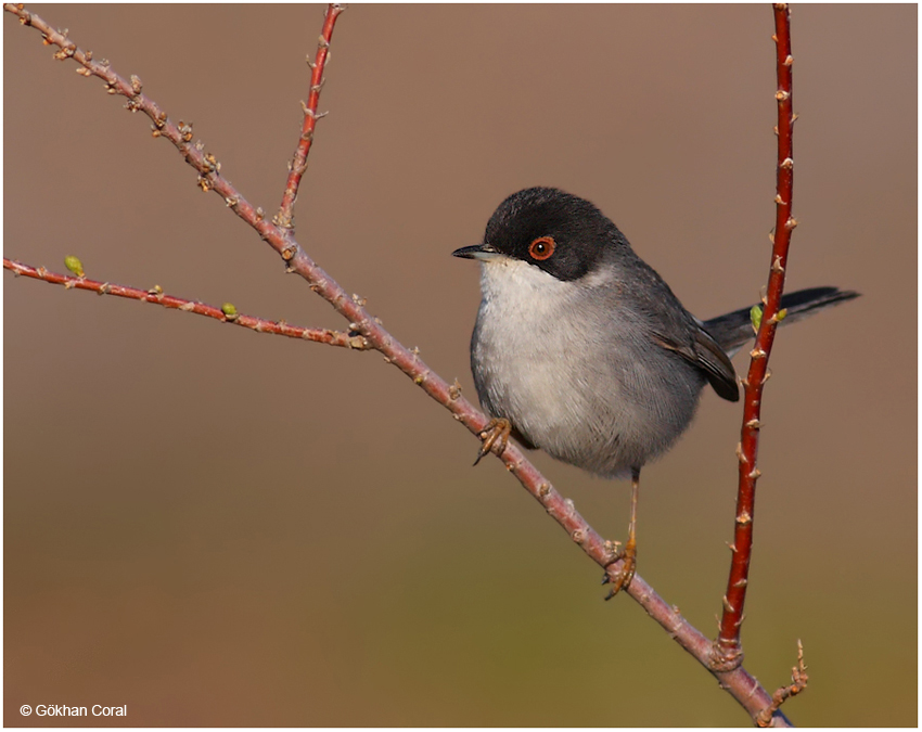 Sardinian Warbler