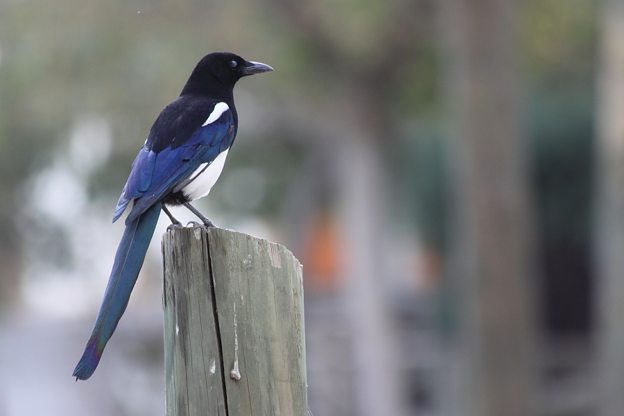 Eurasian Magpie