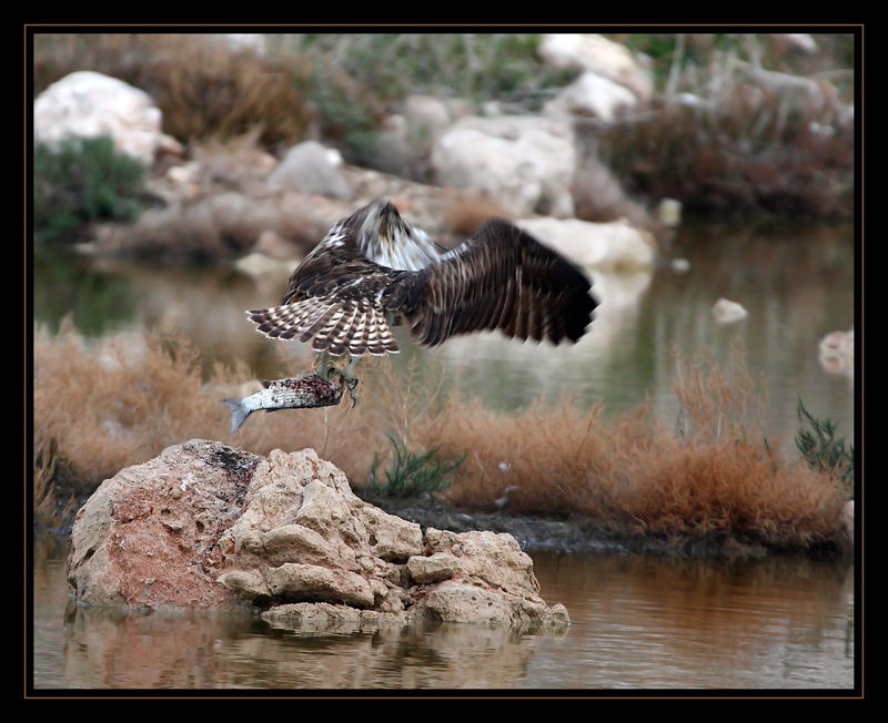 Osprey