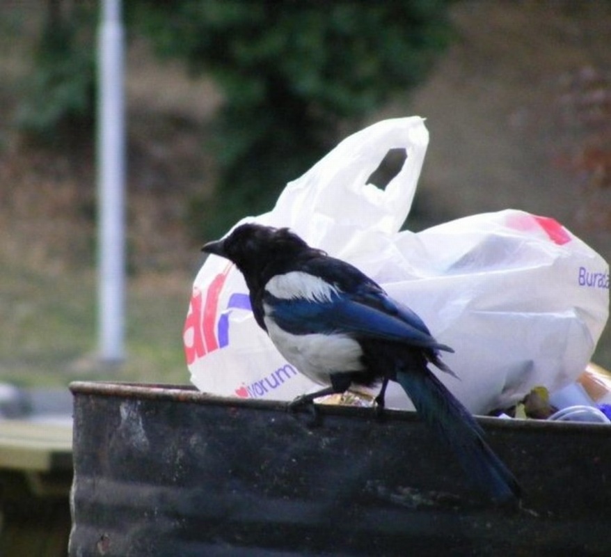 Eurasian Magpie
