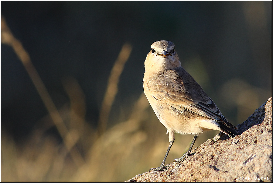 Northern Wheatear
