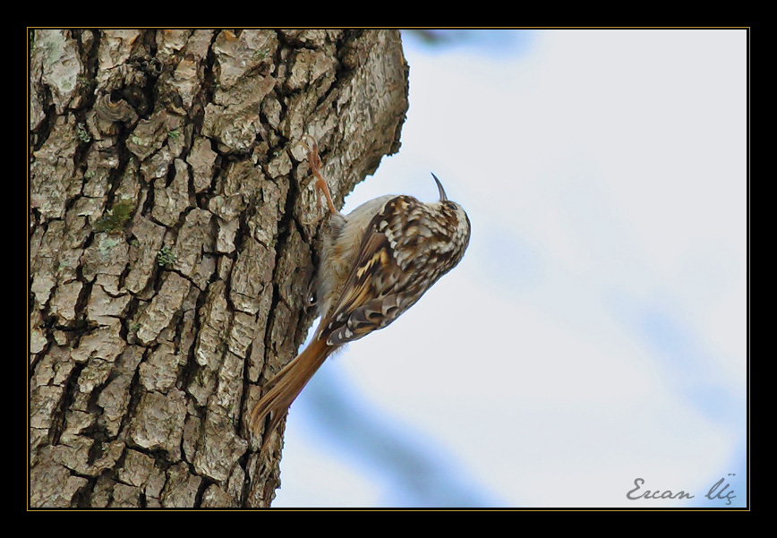 Short-toed Treecreeper