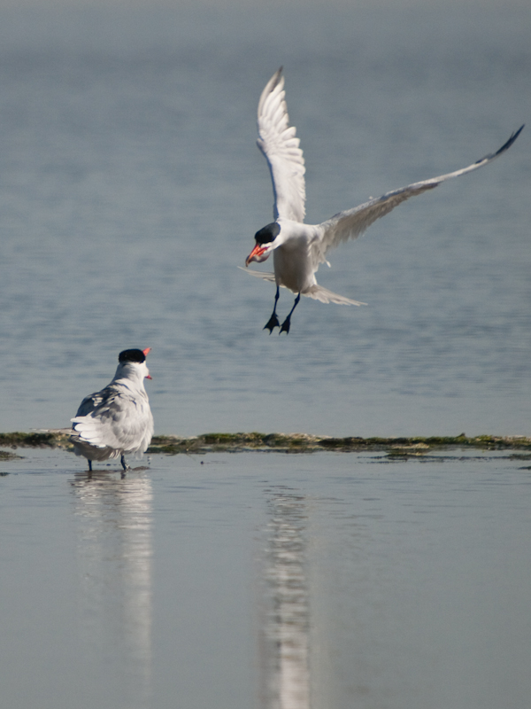 Caspian Tern