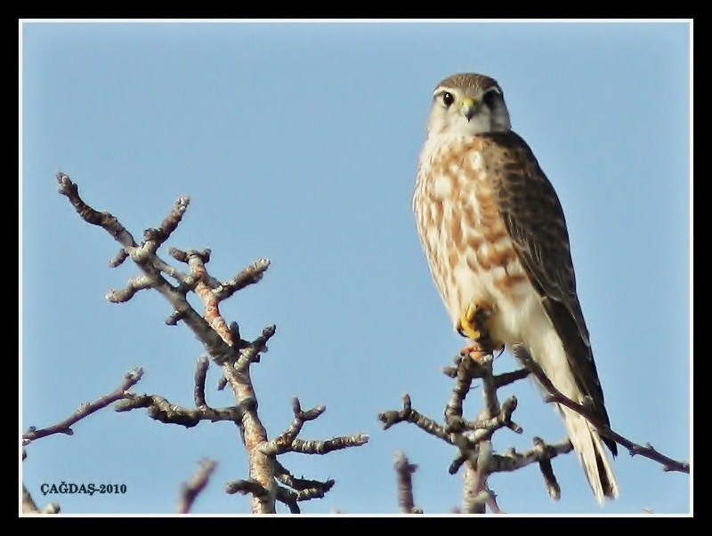 Merlin