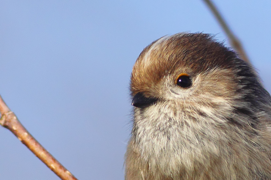 Long-tailed Tit