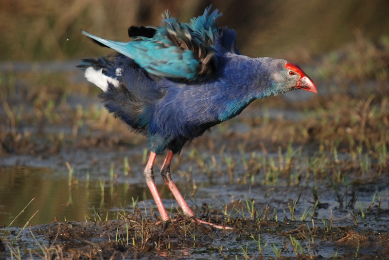 Grey-headed Swamphen