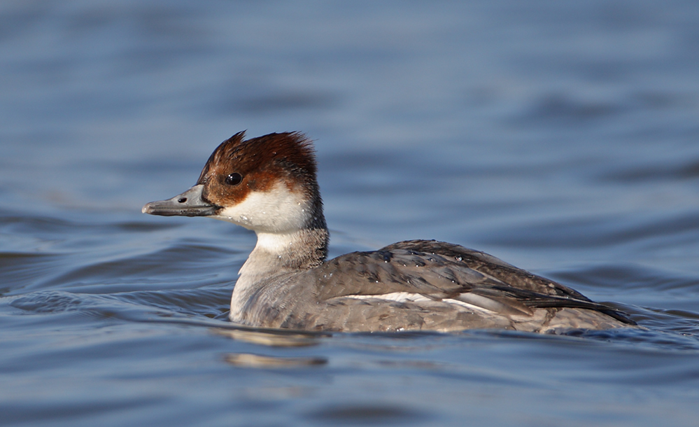 Smew
