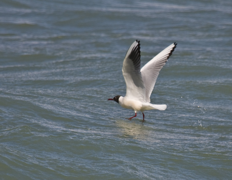 Black-headed Gull