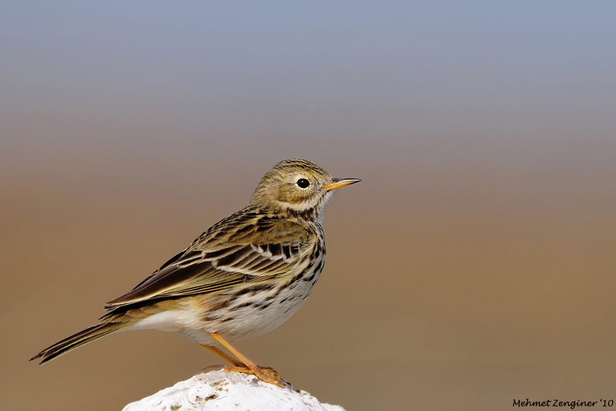 Meadow Pipit