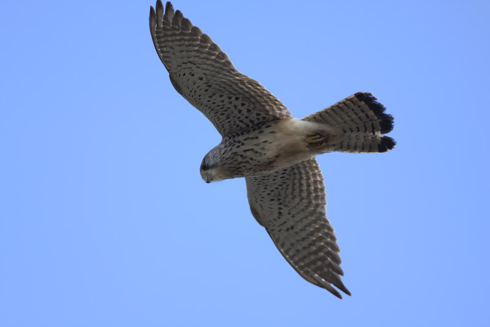 Common Kestrel