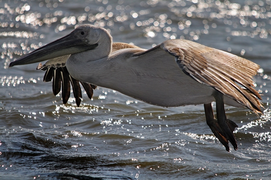Great White Pelican
