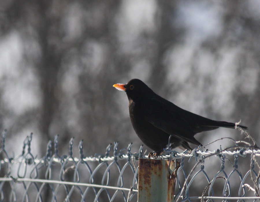 Common Blackbird