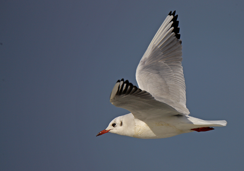 Black-headed Gull