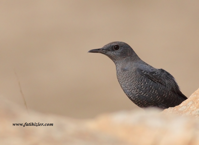 Blue Rock Thrush