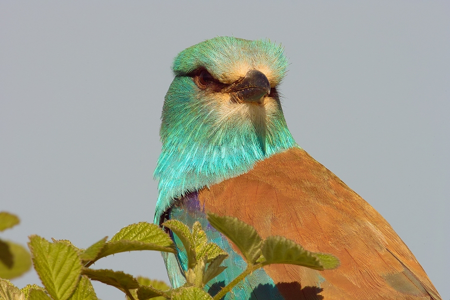 European Roller