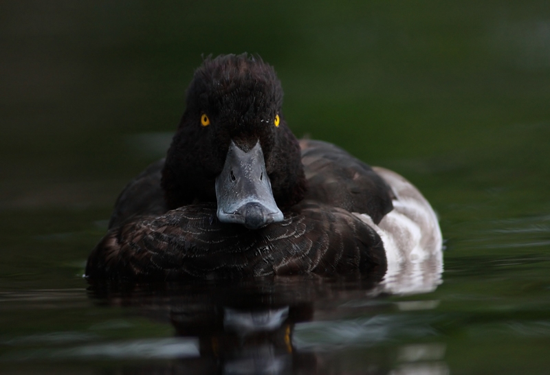 Tufted Duck