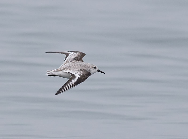 Sanderling