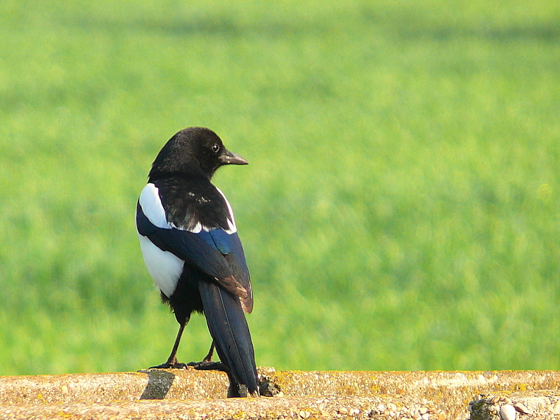Eurasian Magpie