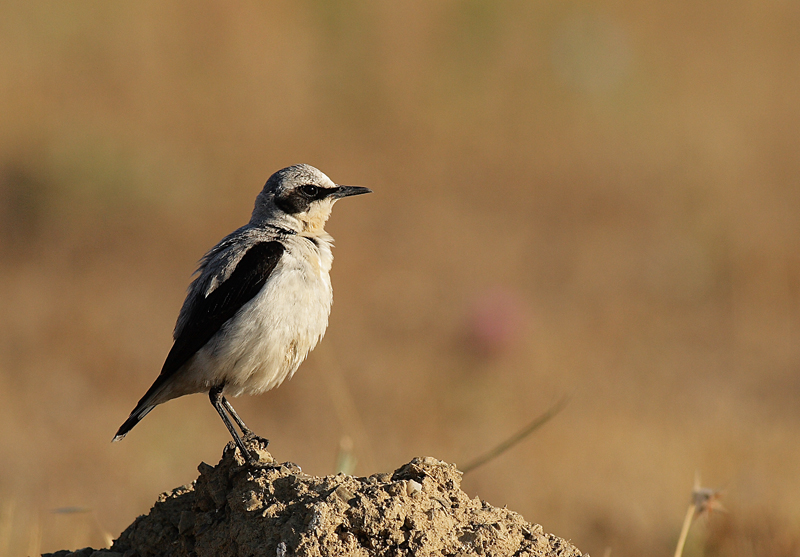 Northern Wheatear