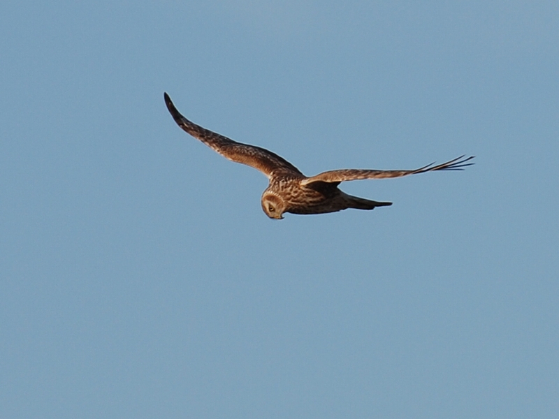 Hen Harrier