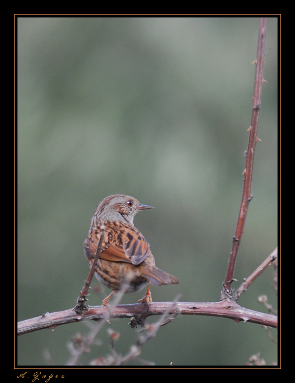 Dunnock