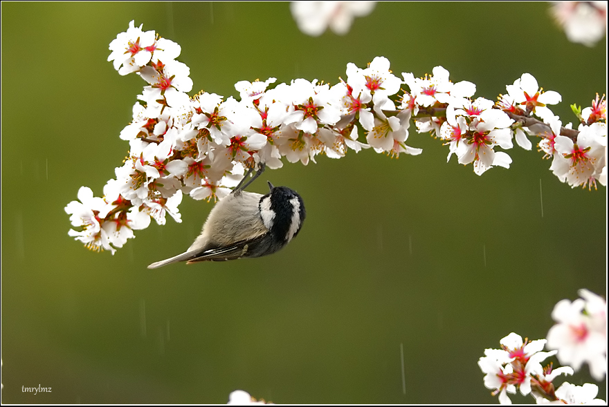 Çam baştankarası