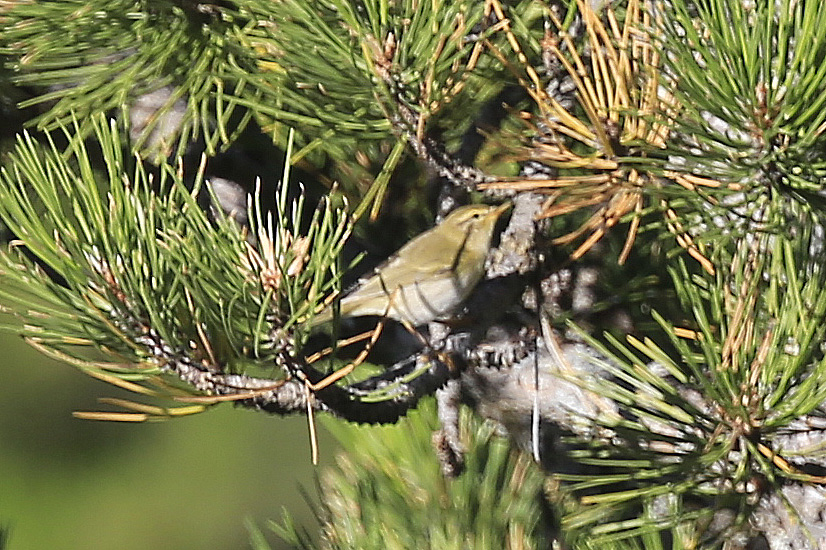 Wood Warbler