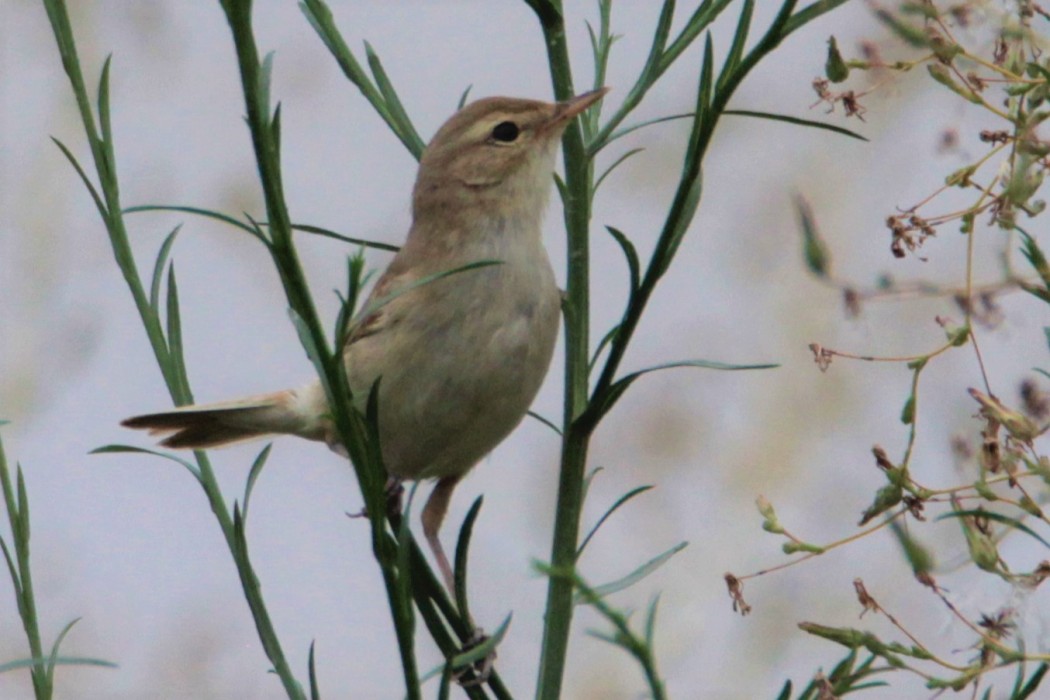 Booted Warbler