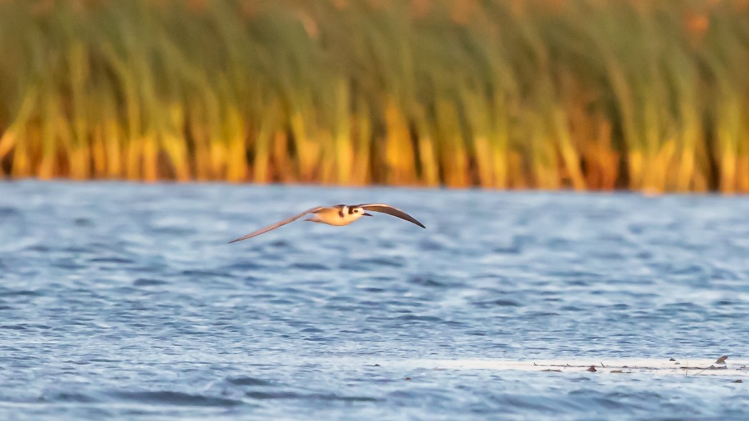 Black Tern