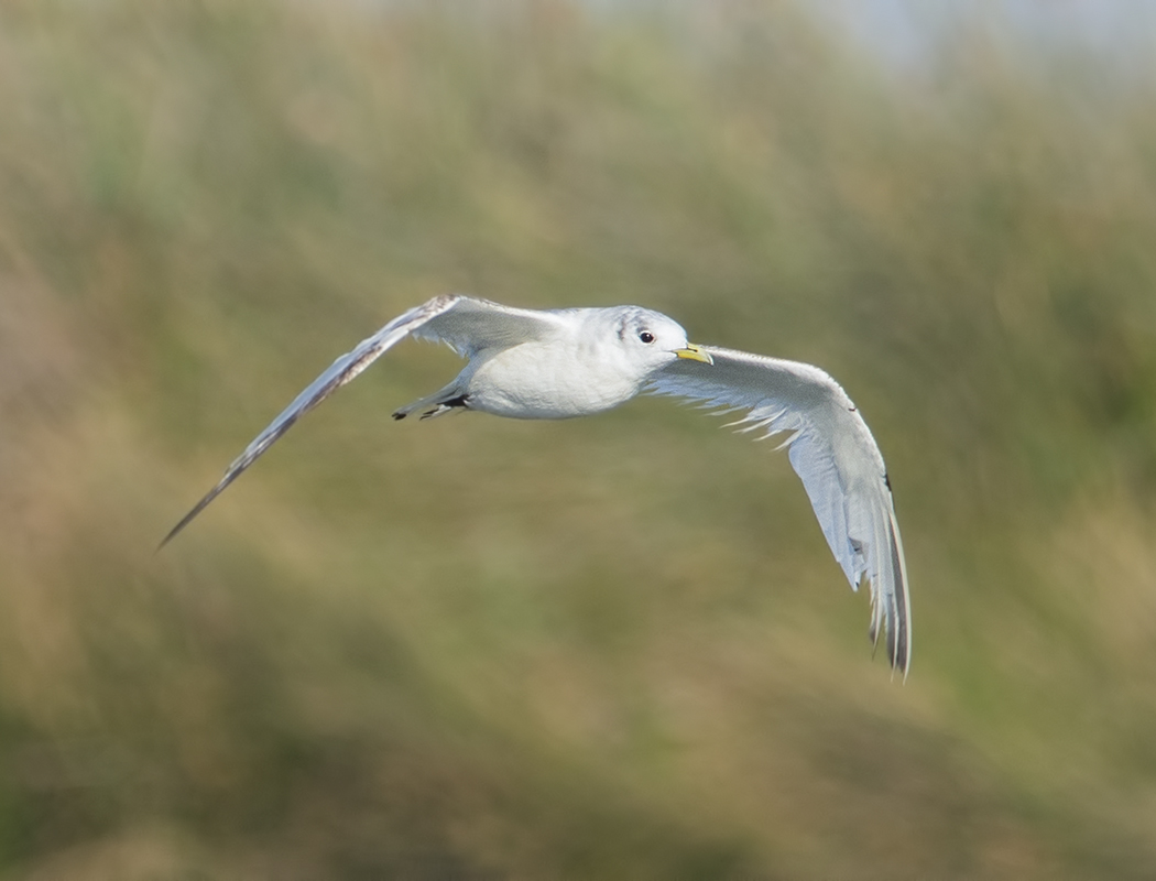 Black-legged Kittiwake