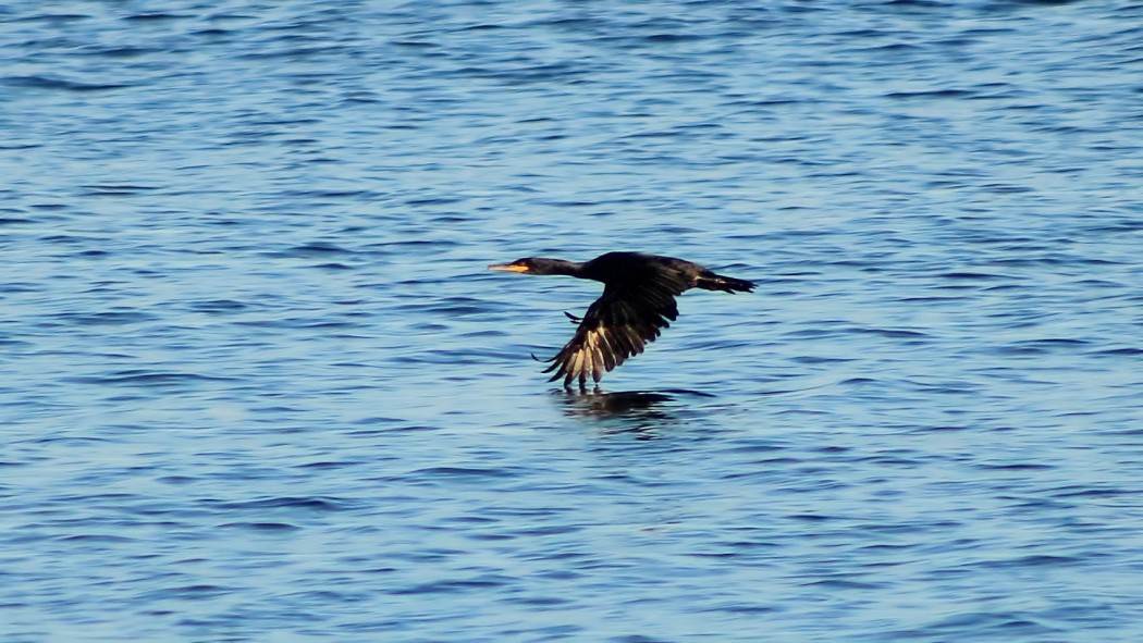 European Shag