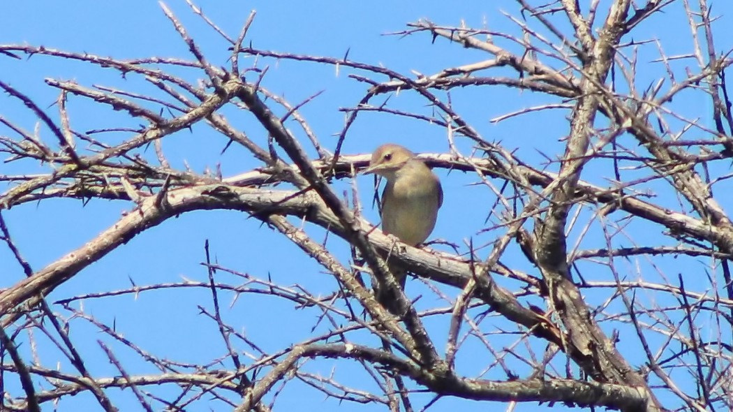 Garden Warbler