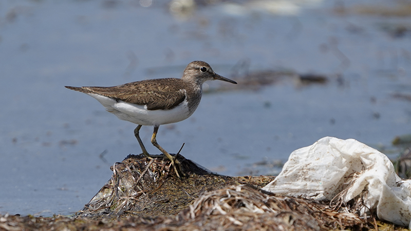 Common Sandpiper