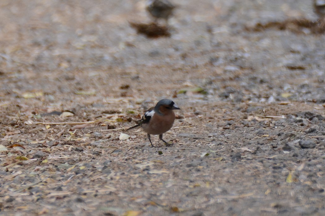 Eurasian Chaffinch