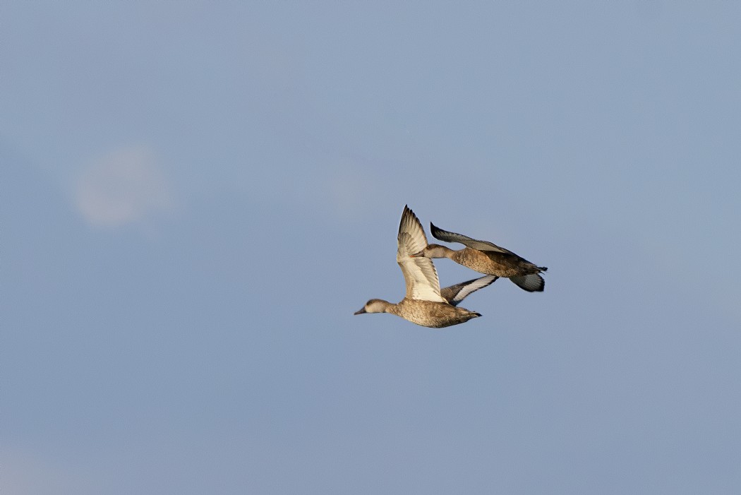 Red-crested Pochard