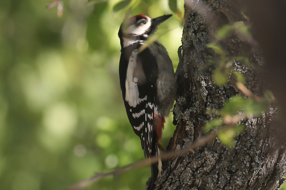 Great Spotted Woodpecker