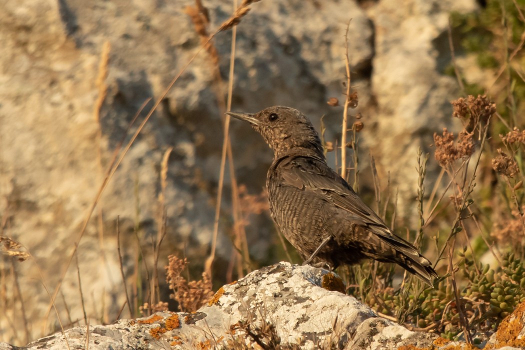 Blue Rock Thrush
