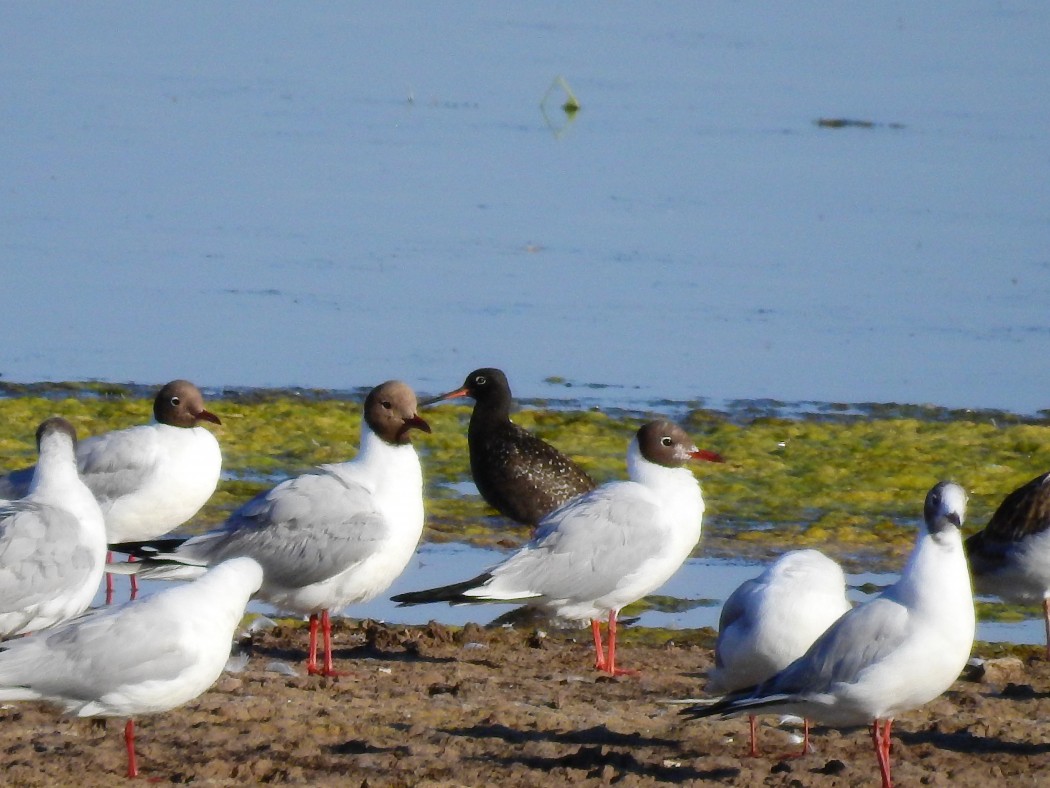 Spotted Redshank